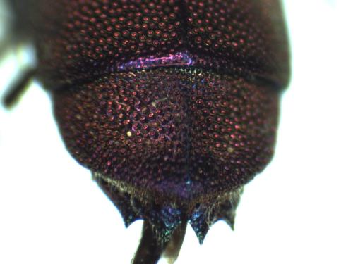 Réf. 296 596 : Chrysis inaequalis